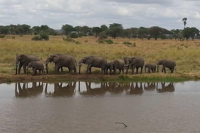 A Day Trip To Selous Fly From Zanzibar - Second Game Drive Time: How to Get More Out of Limited Hours
