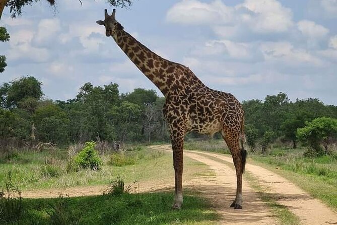 A Day Trip To Selous Fly From Zanzibar - Wildlife You Can Reasonably Hope to See in Selous
