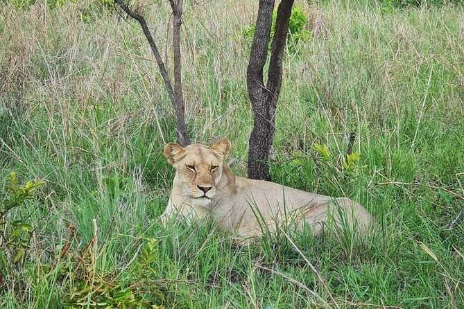 A Day Trip To Selous Fly From Zanzibar - Price and Value: What $630.90 Buys You