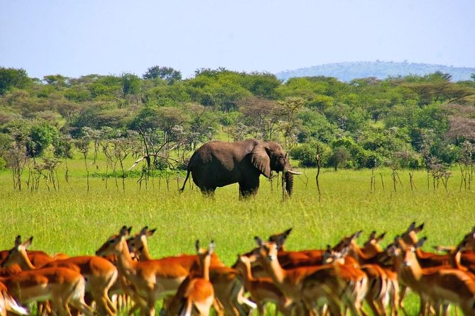 A Day Trip To Selous Fly From Zanzibar - Who This Safari Day Trip Fits Best
