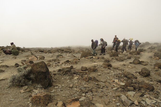 A Definitive Guide For the 7-day Kilimanjaro's Lemosho Route 2025 - Day 2, Forest Camp to Shira Camp: moorland exposure and steady breathing