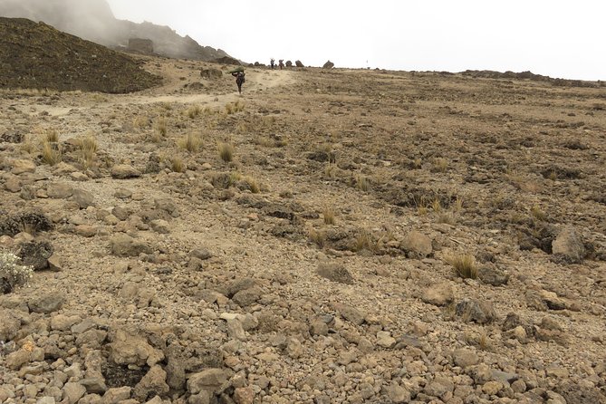 A Definitive Guide For the 7-day Kilimanjaro's Lemosho Route 2025 - Day 6, Barafu to summit to Mweka Hut: the altitude peak, then the long descent