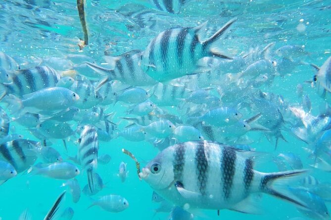 A Full Day Safari Blue Tour And Blue Lagoon - Practical tips to make the day feel smooth