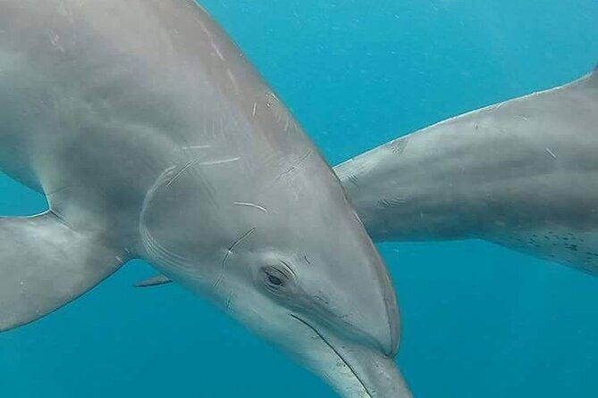 A Half Day Private Dolphins And Snorkeling Tour To Mnemba Island - Why this private Mnemba Island tour feels like a smart half-day