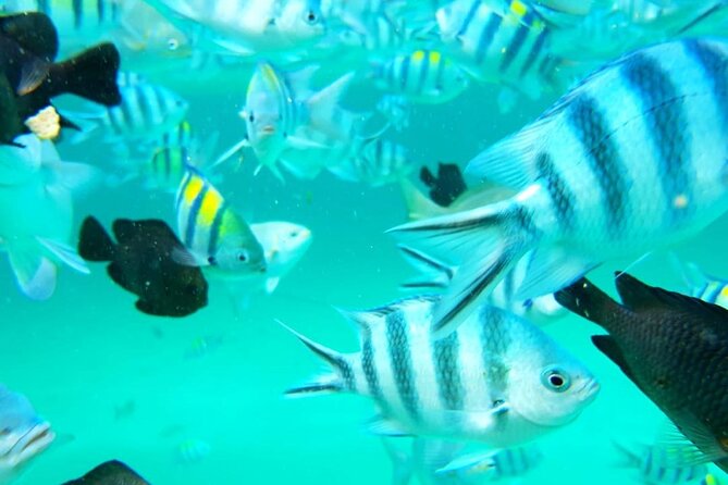 A Half Day Private Dolphins And Snorkeling Tour To Mnemba Island - What the price includes, and how value really works