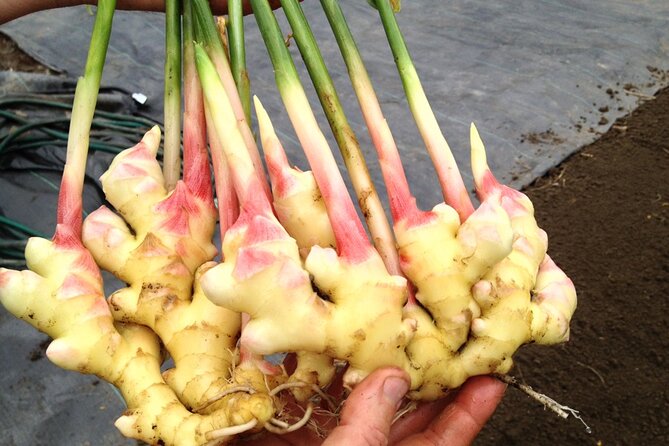 A Private Full Day Tour To Stone Town & Spice Farm - FAQ
