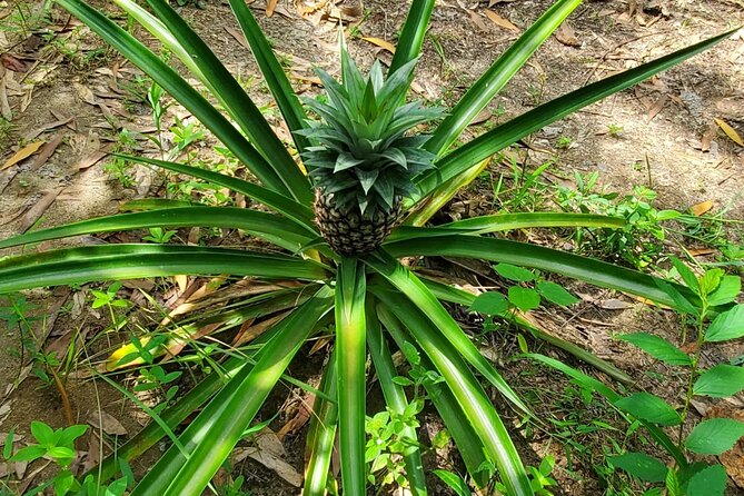 A private half day spice farm with a cooking lesson - Price and what you really get for $90