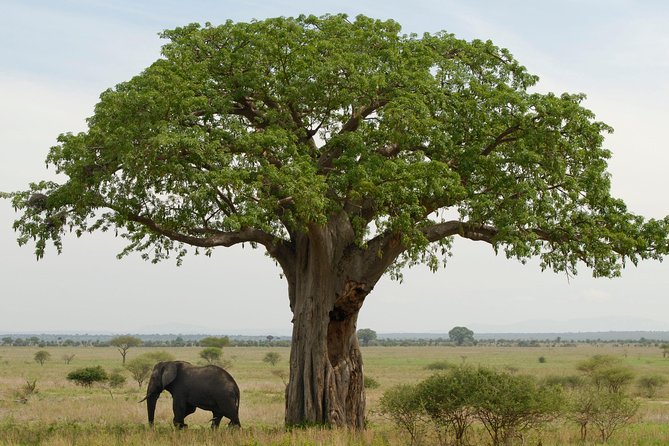 A Visit to The Giants in Tarangire NP. - Tarangire National Park, the giants you’ll actually see