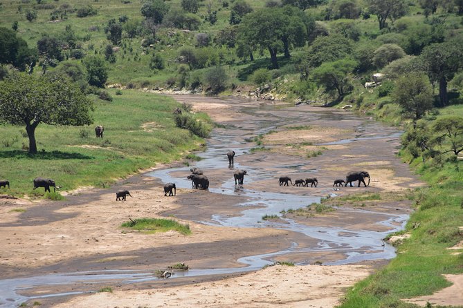 A Visit to The Giants in Tarangire NP. - The picnic lunch rhythm: fuel without breaking your game drive