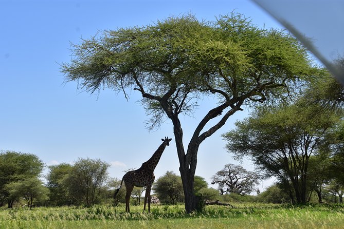 A Visit to The Giants in Tarangire NP. - Big Five odds, leopard hunt moments, and what to watch for