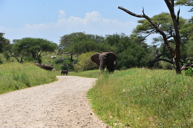 A Visit to The Giants in Tarangire NP. - Price and value: what $365 buys you (and what it does not)