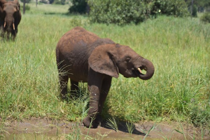 A Visit to The Giants in Tarangire NP. - Who should book this day trip, and who might want a different format