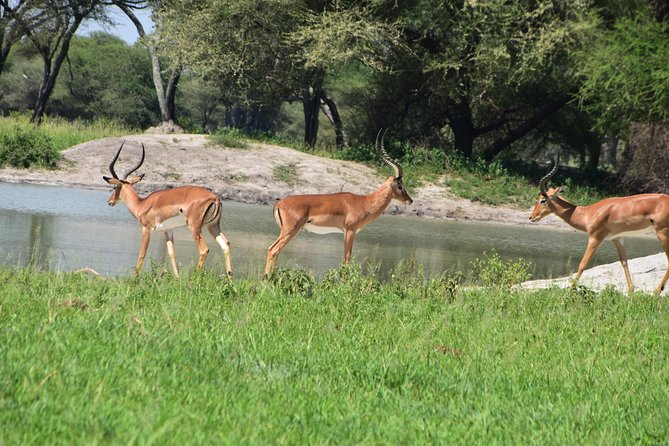 A Visit to The Giants in Tarangire NP. - Stop 1: Tarangire game drive through dry riverbeds and baobab country