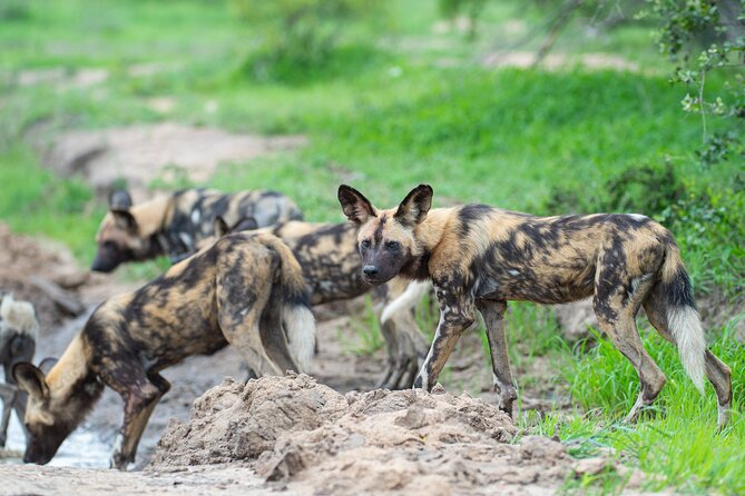 Affordable 3-Day Safari to Serengeti & Ngorongoro Crater - Price and value: is $780 per person a good deal