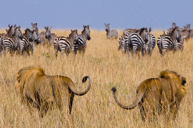 Affordable 3-Day Safari to Serengeti & Ngorongoro Crater - Starting in Arusha at 6:00 am, and why that matters