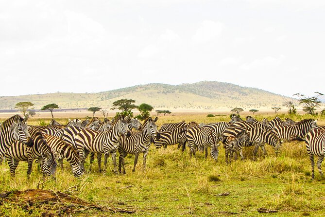 Affordable 4 Days Tanzania Private Mid-range Lodge Safari Tour - Why this 4-day private safari is such good value from Arusha