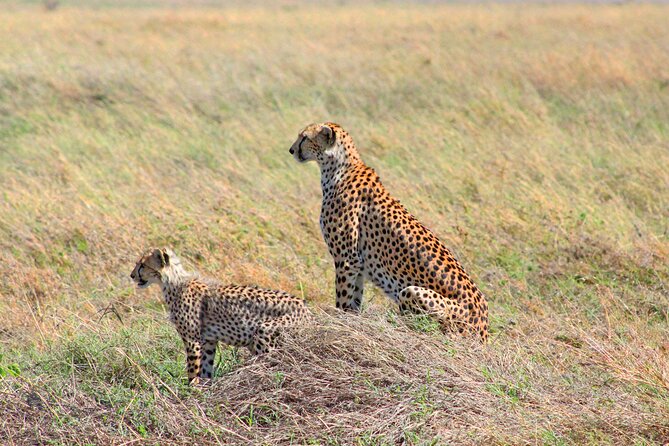 Affordable 4 Days Tanzania Private Mid-range Lodge Safari Tour - The last Serengeti morning before heading to Ngorongoro rim camp