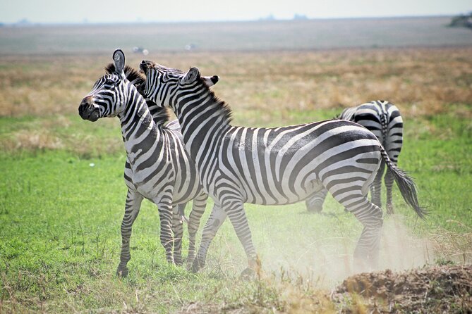 Affordable 4 Days Tanzania Private Mid-range Lodge Safari Tour - What’s included, and how that affects your total safari budget