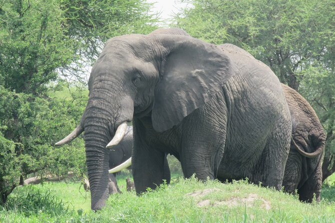 Affordable 5 days Tanzania budget camping safari (group joining) - Serengeti National Park: Two Days of Plains Watching, Including Sunrise Light