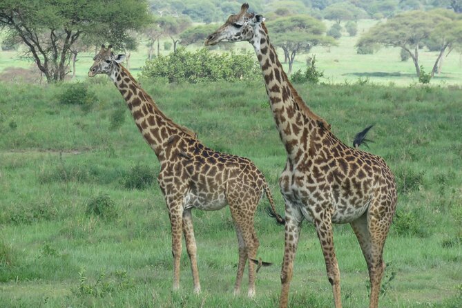 Affordable 5 days Tanzania budget camping safari (group joining) - Lake Manyara Finale: Tree-Climbing Lions and Birdlife Before Arusha