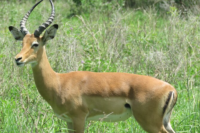 Affordable 5 days Tanzania budget camping safari (group joining) - Guide Impact: Moses, Eve, and Geofrey, and Why Their Skill Shows