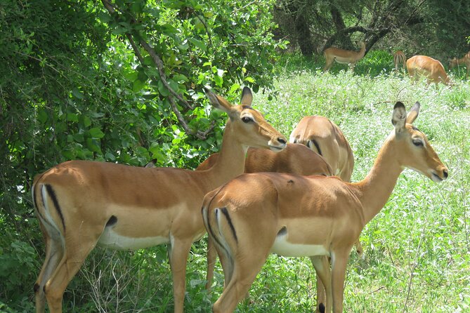 Affordable 5 days Tanzania budget camping safari (group joining) - Tarangire National Park: Baobabs, Elephants, and a Strong First Hit