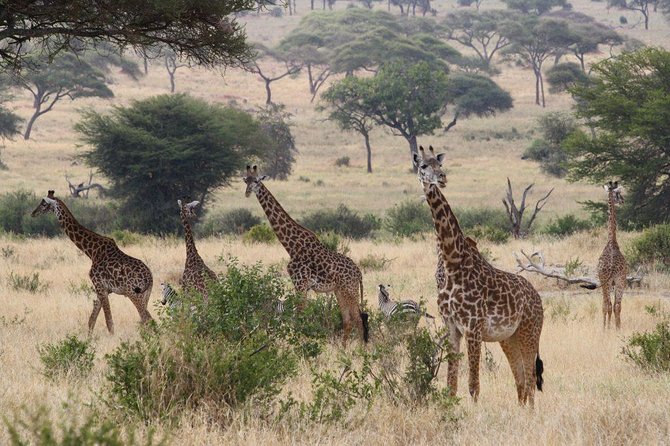 Affordable Short Tanzania Safari (2 Days Camping Safari) - Day 1 in Tarangire: termite mounds, baobabs, and elephant country