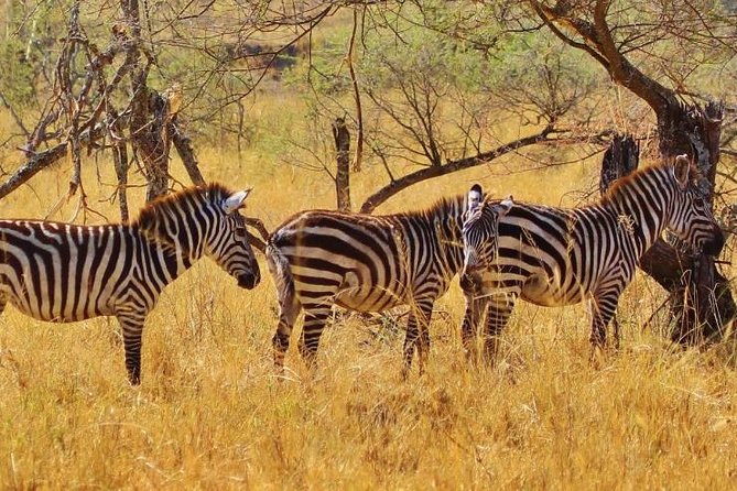 Amazing 4 Days Safari 3 Nights: Tarangire, Ngorongoro, Serengeti - Northern Safari Circuit in 4 Days, 3 Nights