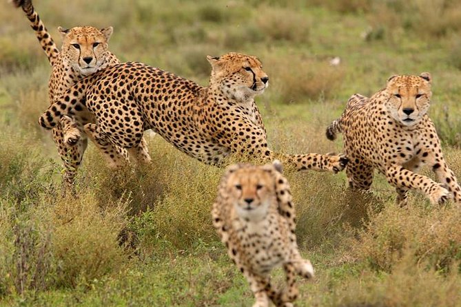 Amazing 4 Days Safari 3 Nights: Tarangire, Ngorongoro, Serengeti - What Included Meals and Camping-Style Days Actually Mean