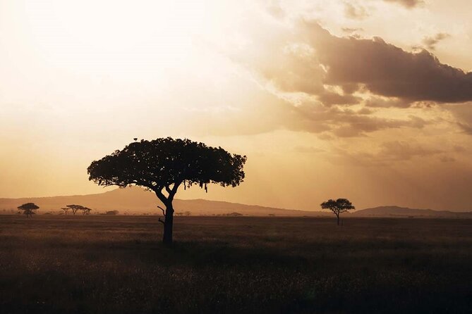 Amazing 4 Days Safari 3 Nights: Tarangire, Ngorongoro, Serengeti - Olacx and the Driver-Guide Advantage for Real Sightings