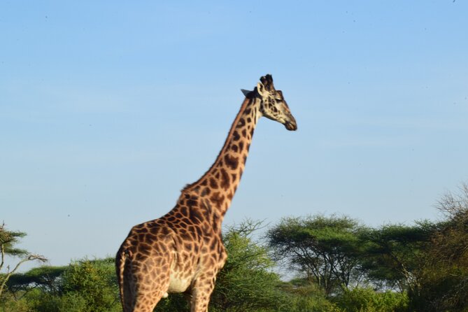 Amazing 4 Days Tanzania Budget Camping Group Joining Safari - Day 4: Ngorongoro Crater descent, dense animal sightings, and Lake Magadi