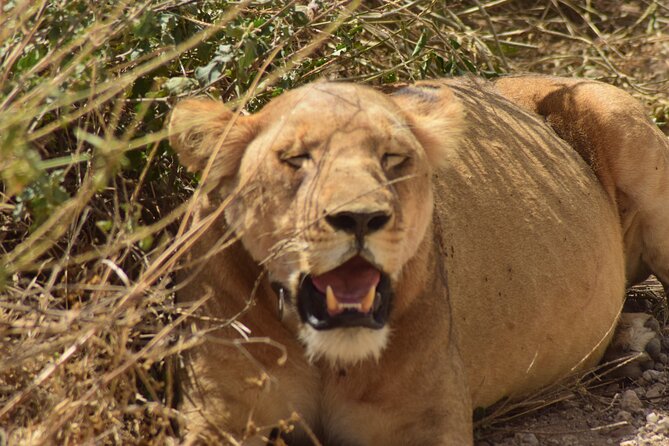 Amazing 4 Days Tanzania Budget Camping Group Joining Safari - Price and park-fee value: what you’re paying for, and what to still budget