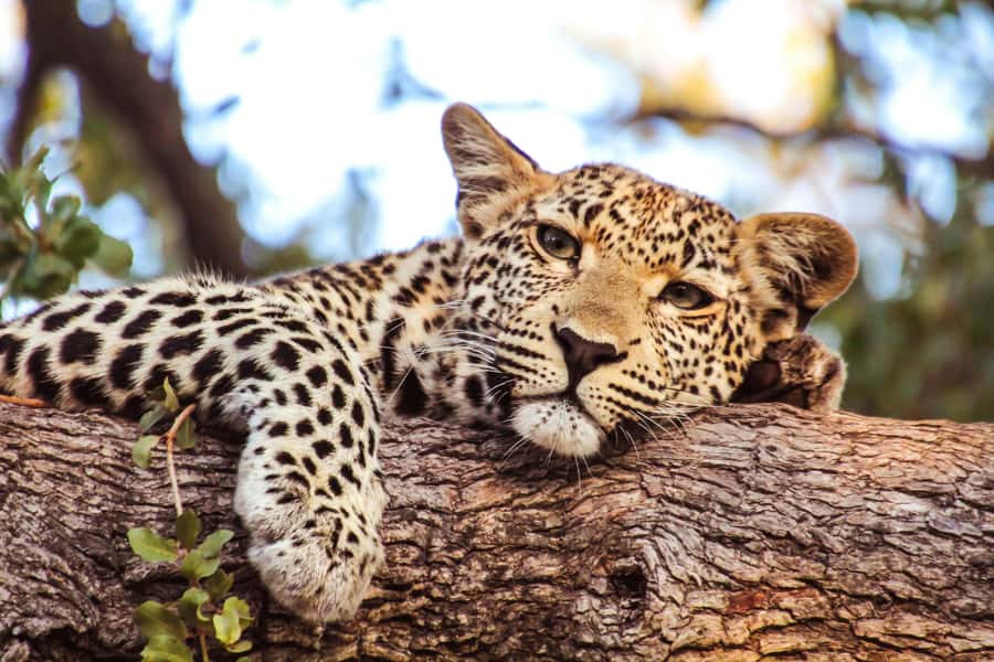 Arusha: 2 Day Tarangire & Ngorongoro Crater Big Five Safari - Key highlights you should care about