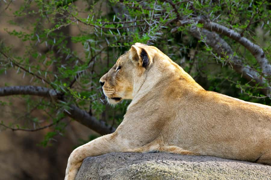 Arusha: 2 Day Tarangire & Ngorongoro Crater Big Five Safari - Price and what $530 actually covers