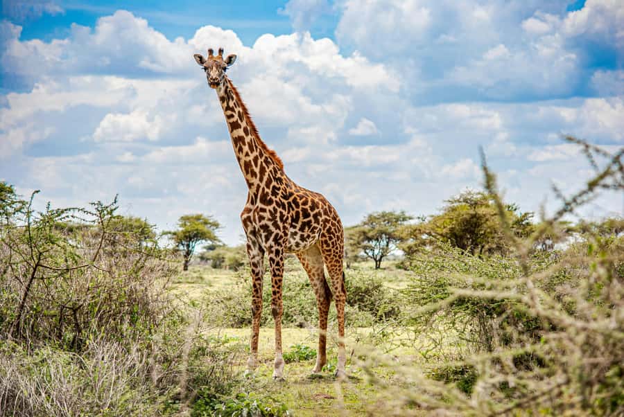 Arusha: 2 Day Tarangire & Ngorongoro Crater Big Five Safari - Day 1 in Tarangire: elephants, baobabs, and a sunset finish