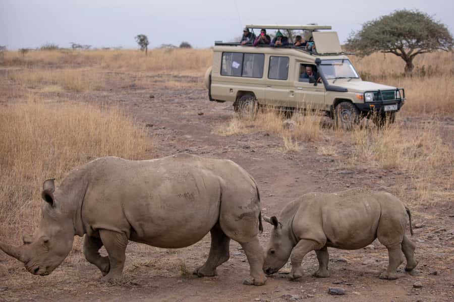 Arusha: 2 Day Tarangire & Ngorongoro Crater Big Five Safari - What “Big Five chances” means in real life