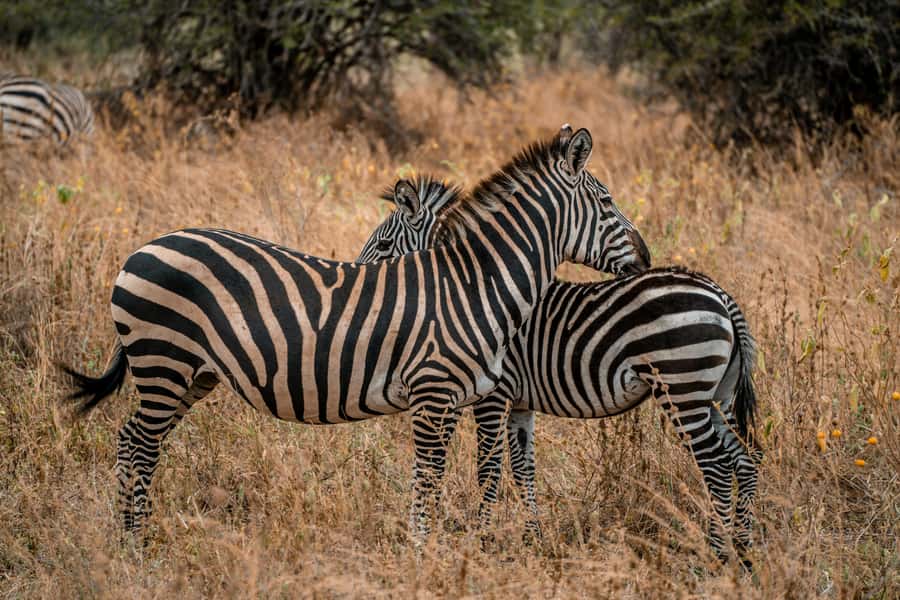 Arusha: 2 Day Tarangire & Ngorongoro Crater Big Five Safari - Packing and timing tips that make the difference