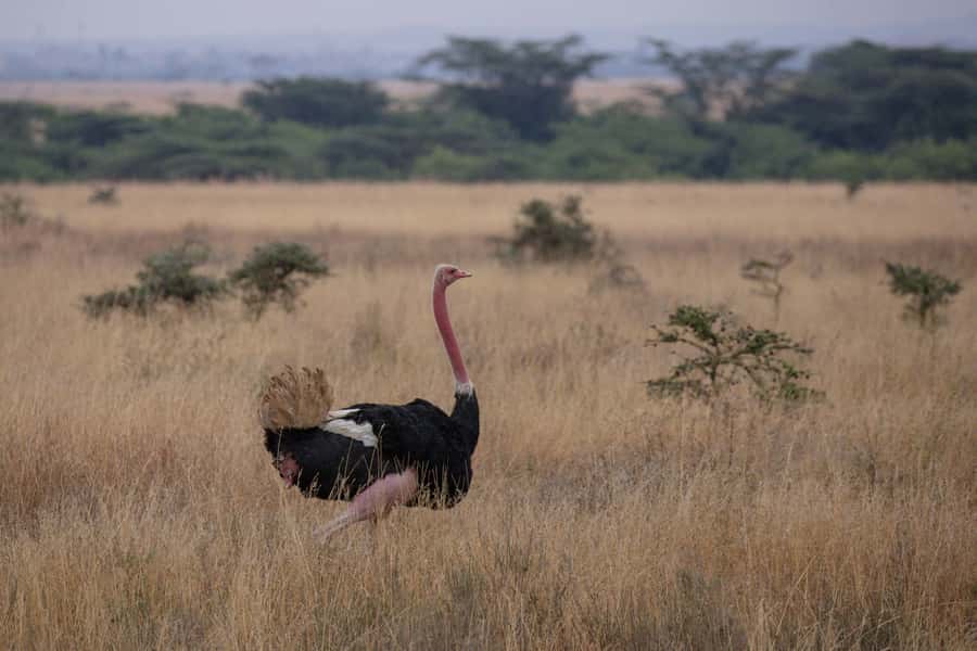 Arusha: 2 Day Tarangire & Ngorongoro Crater Big Five Safari - Who this safari suits best