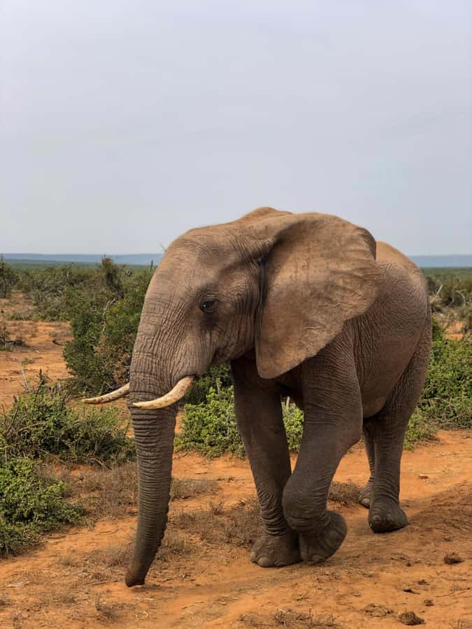 Arusha: 3-Day Serengeti & Ngorongoro Crater Big Five Safari - The Serengeti and Ngorongoro combo that actually gives you chances