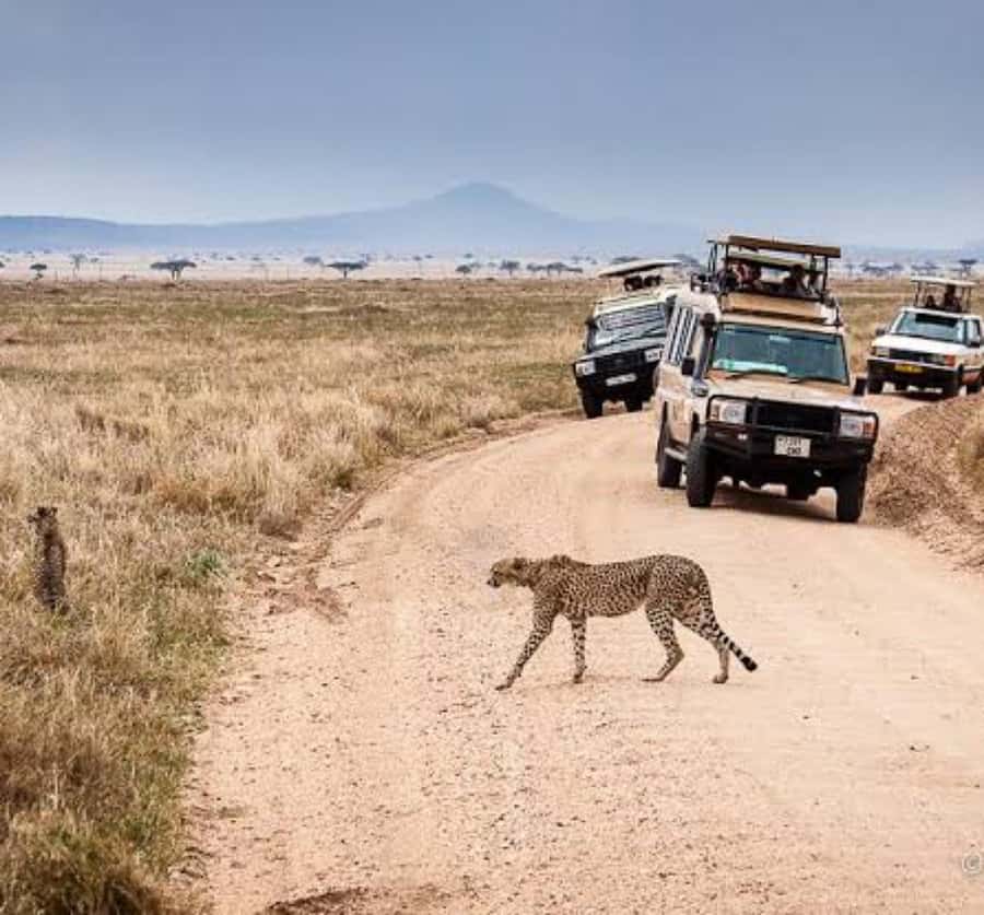 Arusha: 3-Day Serengeti & Ngorongoro Crater Big Five Safari - Day 2: Sunrise drives, then the road to the crater rim