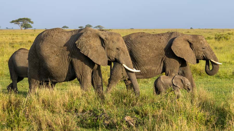 Arusha: 3-Day Serengeti & Ngorongoro Crater Big Five Safari - Day 3: The 600-meter descent that turns viewing into a mission