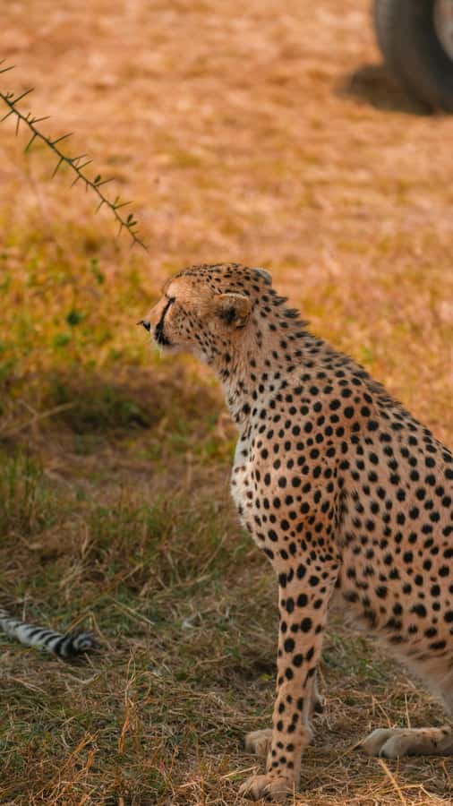 Arusha: 3-Day Serengeti & Ngorongoro Crater Big Five Safari - Lodging choices that change the vibe, not the core experience