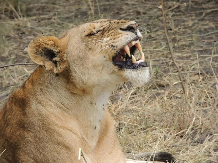 Arusha: 3-Day Serengeti & Ngorongoro Crater Big Five Safari - The driver-guide and pop-up roof, why they matter more than you think