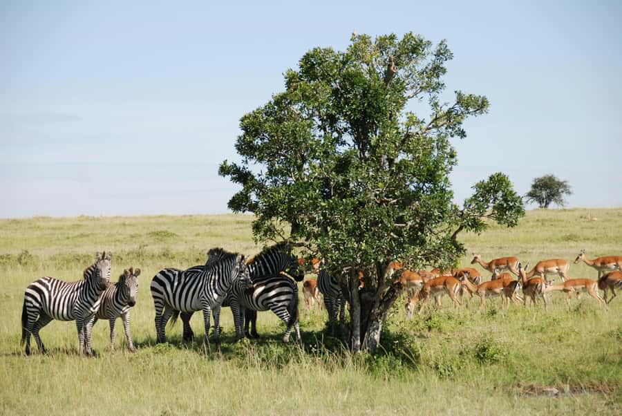 Arusha: 3-Day Serengeti & Ngorongoro Crater Big Five Safari - Packing and safari rules that keep you comfortable and respectful