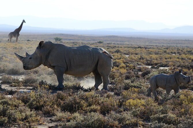 Arusha: 5 days Safari Trip Tarangire, Lake Manyara and Ngorongoro - Karatu to Arusha drop-off: a clean finish without a last-day scramble