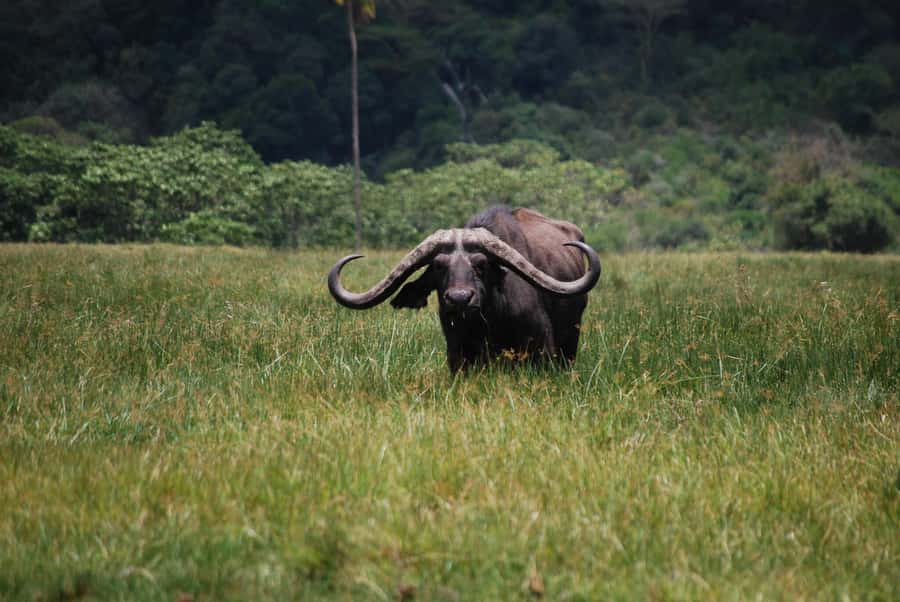 Arusha: Arusha National Park Day Trip w/ Game Drives & Lunch - Key highlights to know before you go