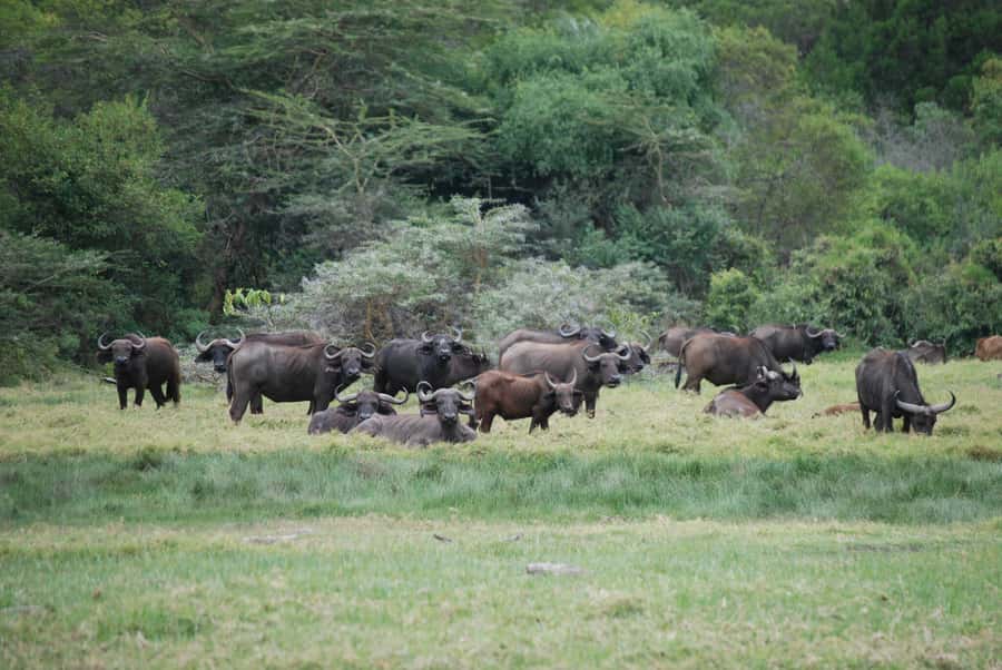 Arusha: Arusha National Park Day Trip w/ Game Drives & Lunch - Morning game drive: Momela Lakes country and animal spotting