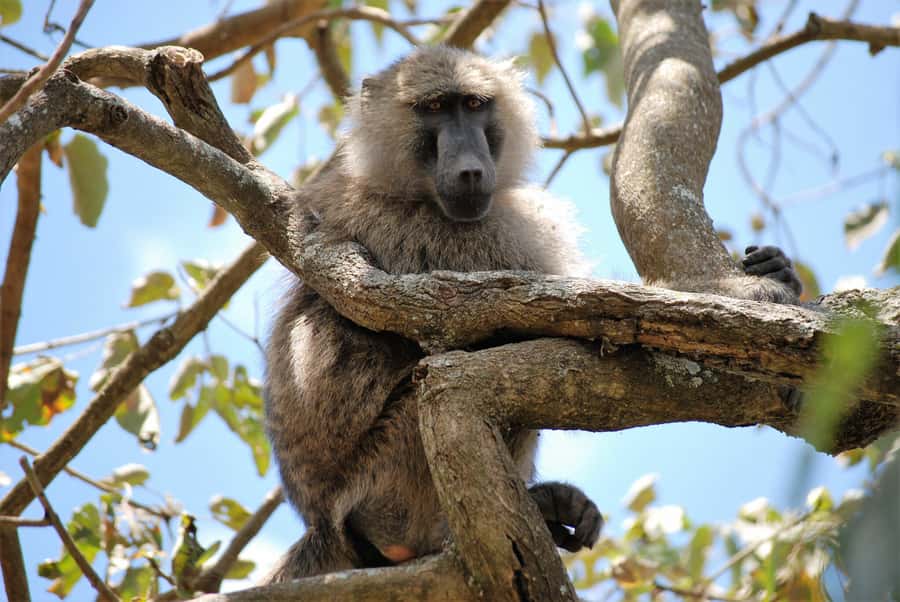 Arusha: Arusha National Park Day Trip w/ Game Drives & Lunch - Afternoon game drive: Ngurdoto Crater and the fun kind of uphill