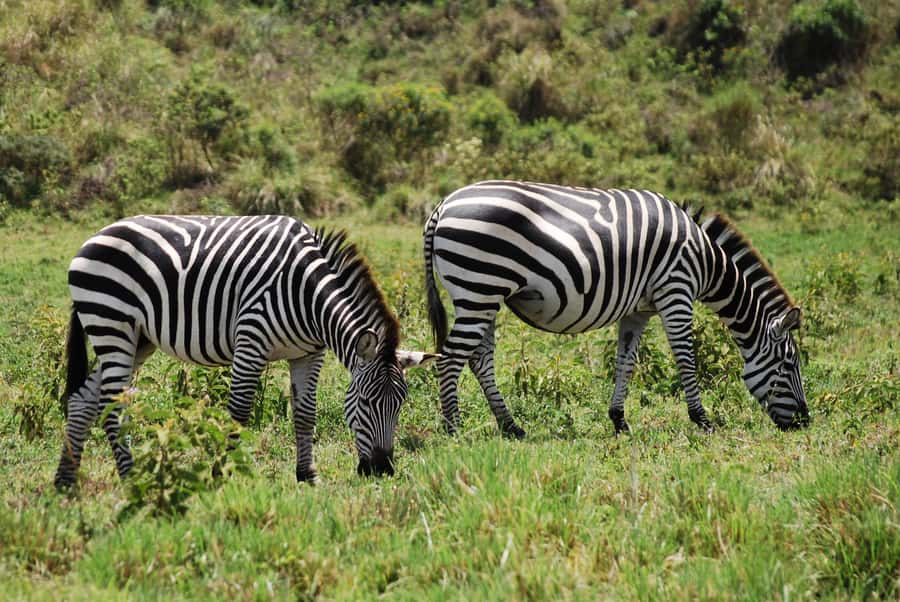 Arusha: Arusha National Park Day Trip w/ Game Drives & Lunch - Logistics that matter: private group, English guide, and the return drop-off