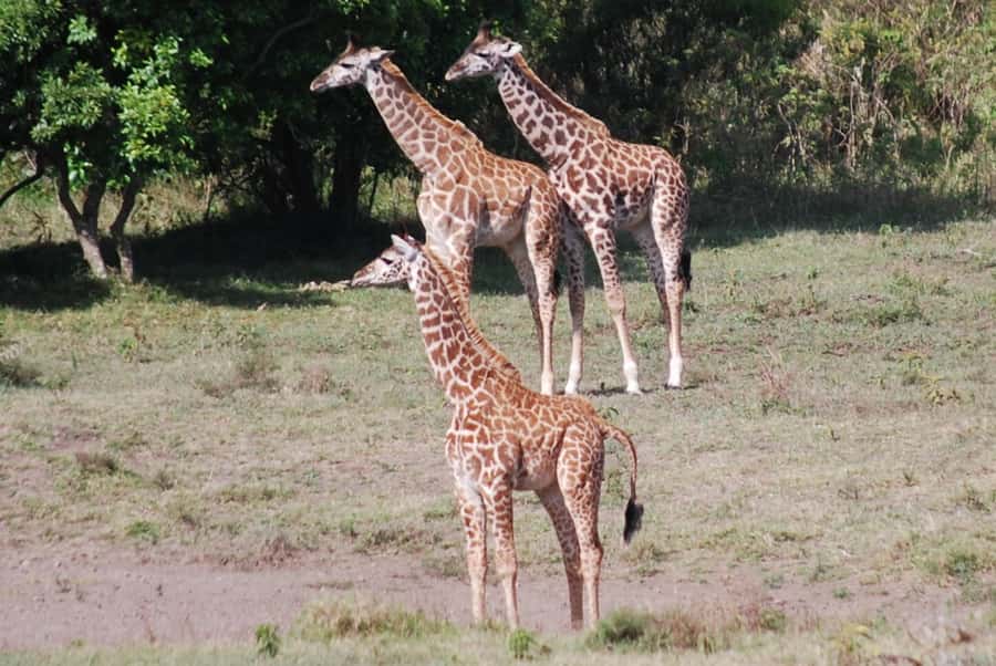 Arusha: Arusha National Park Day Trip w/ Game Drives & Lunch - Price and value: is $340 per person a fair deal?